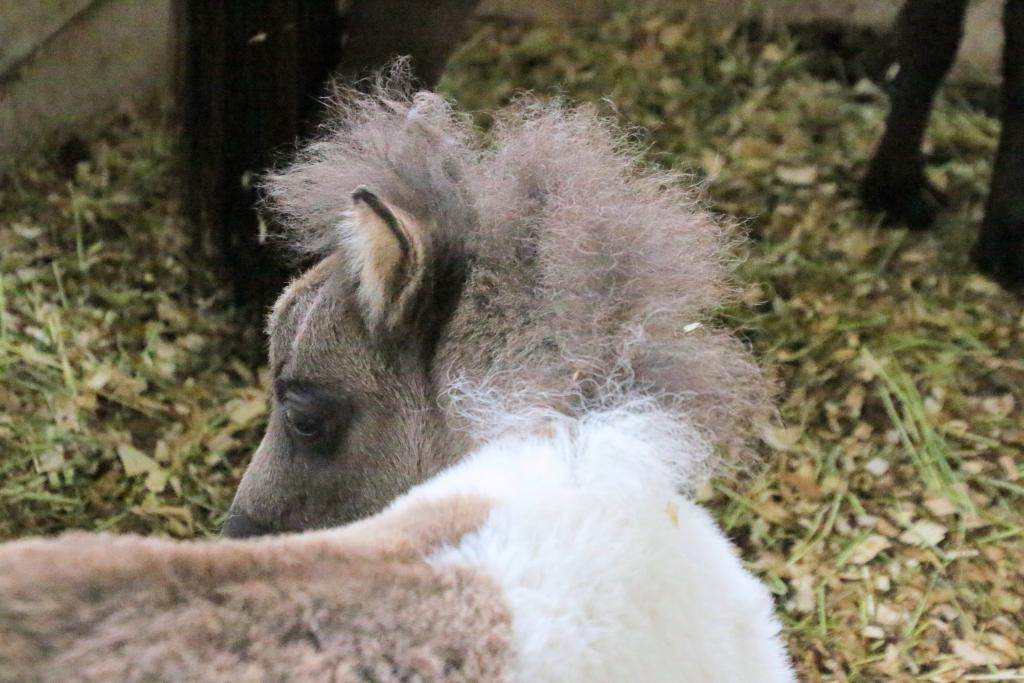 Cannoli's wild mane. (Julie June Stewart photo)